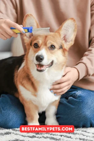 Finding the Best Dog Brushes for Different Coat Types