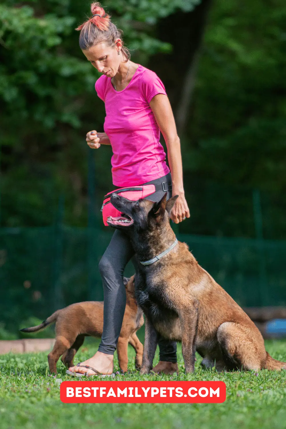 Belgian Malinois Pitbull Mix