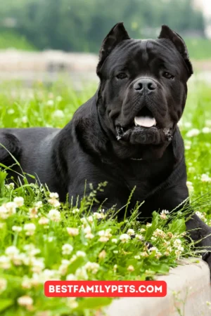 Cane Corsos and Aggression: What You Need to Know?