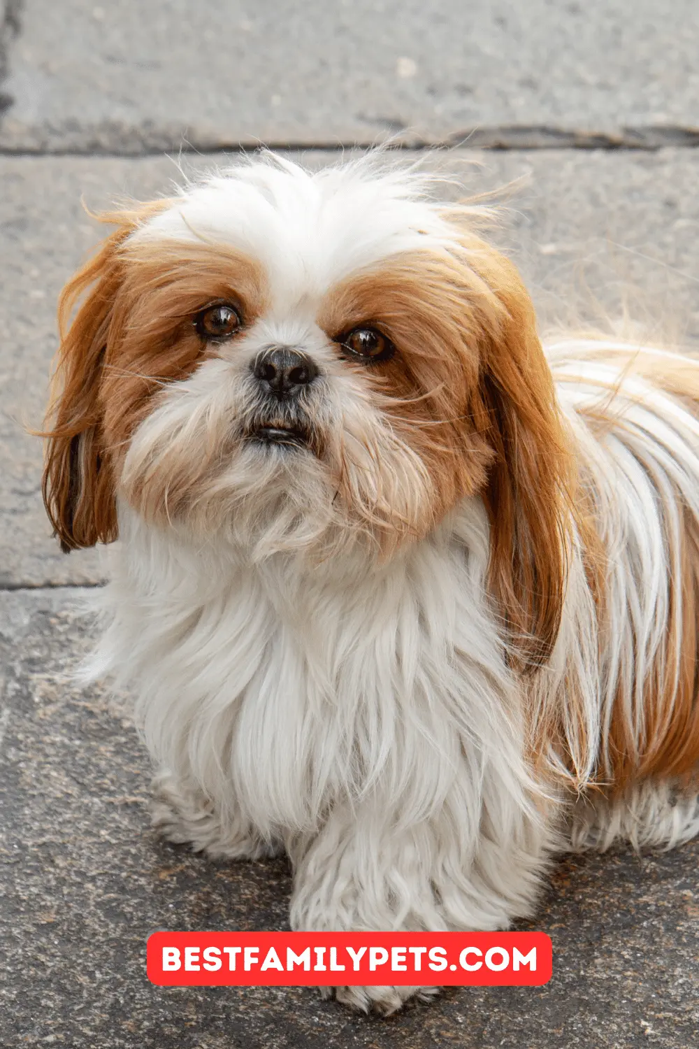 Dog Clippers Which Is the Best for Shih Tzu
