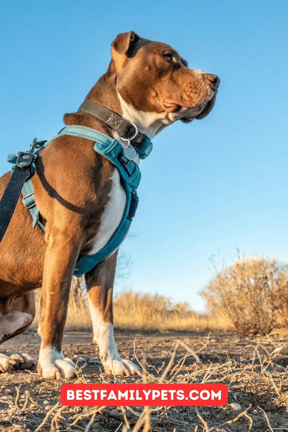 Dog Harness for Hip Dysplasia