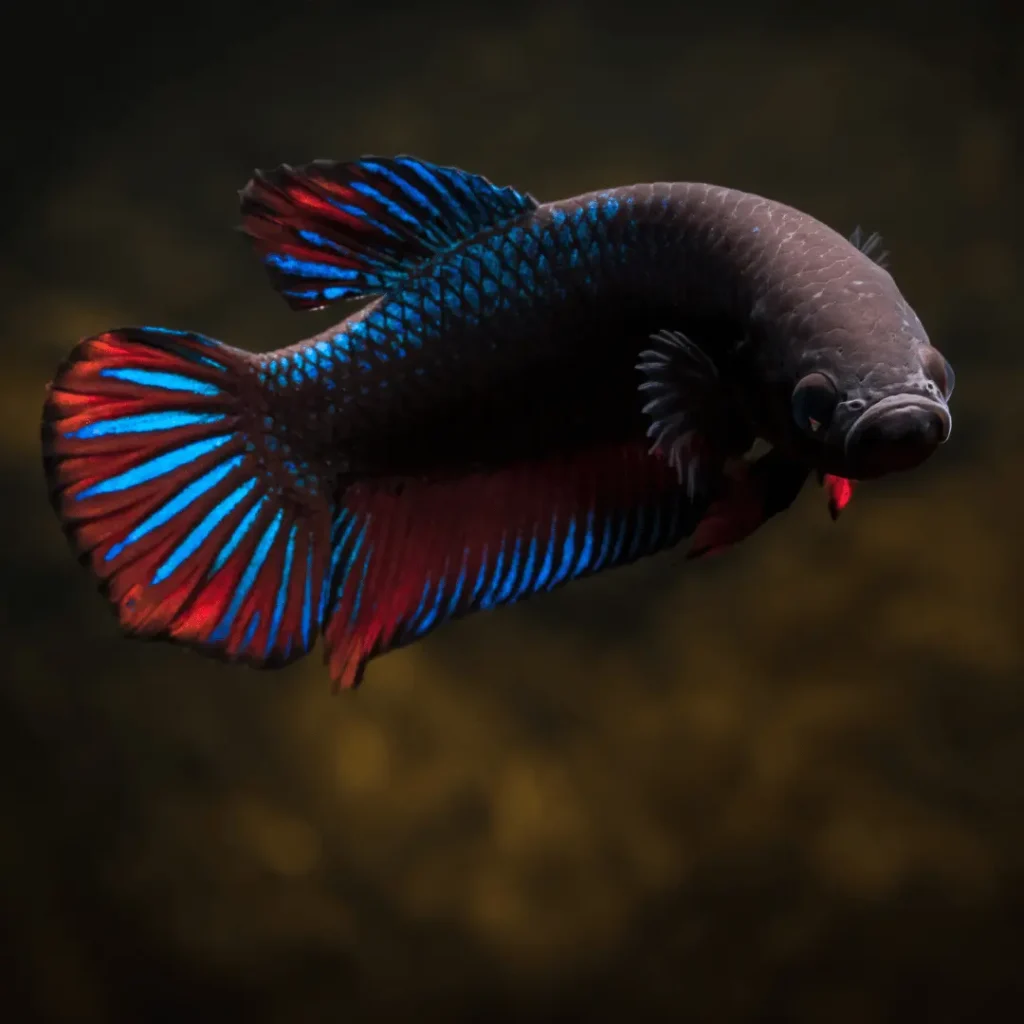 Plakat Betta Fish Health and Wellness