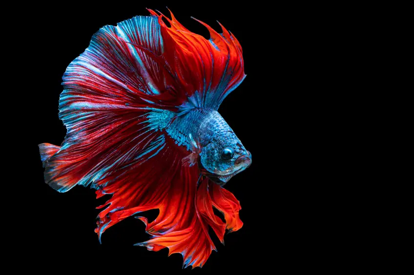 Plakat Betta Fish