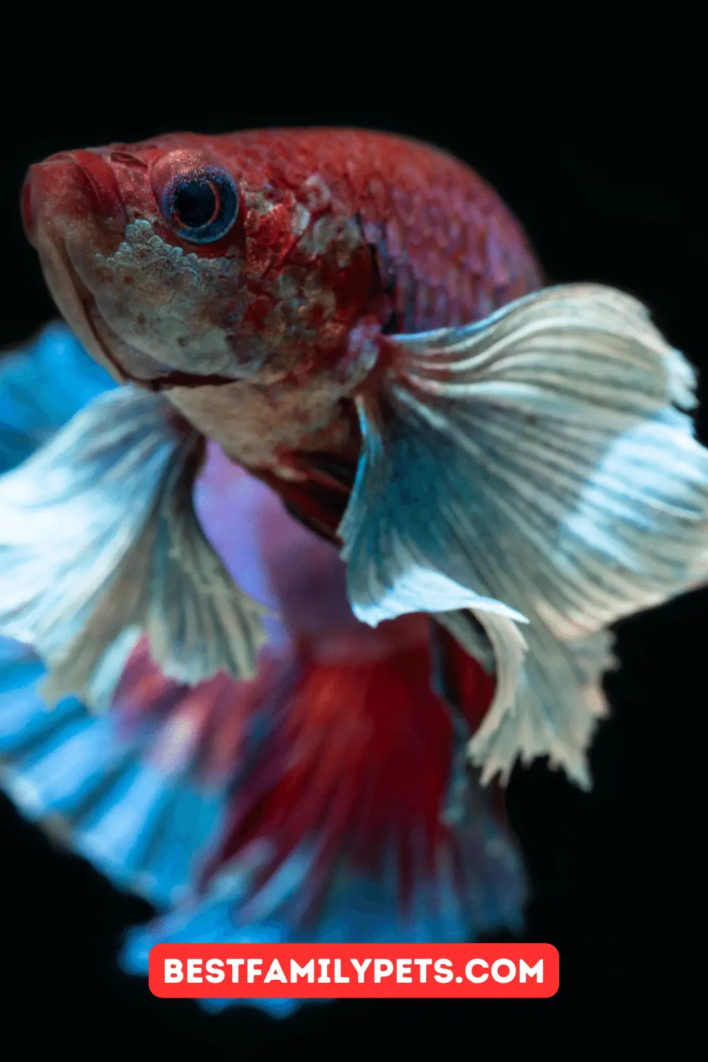 Unique Charm of Plakat Betta Fish