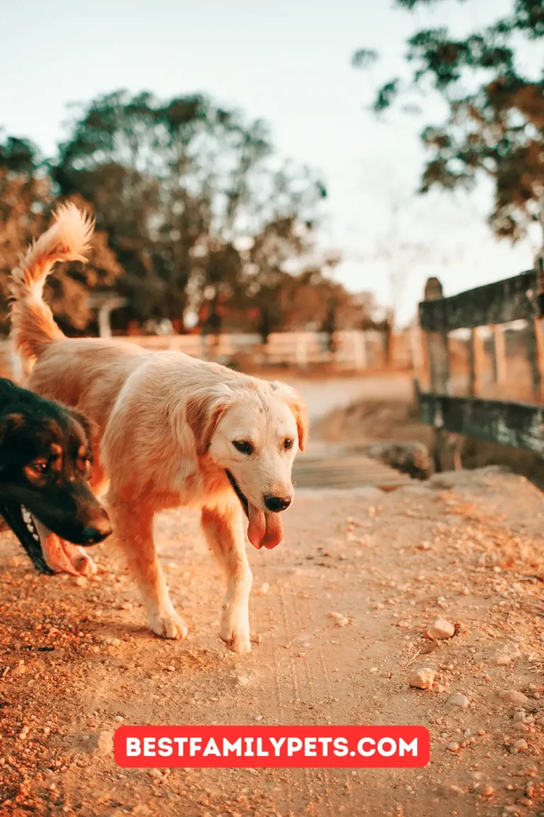 What Dogs Are Banned in California