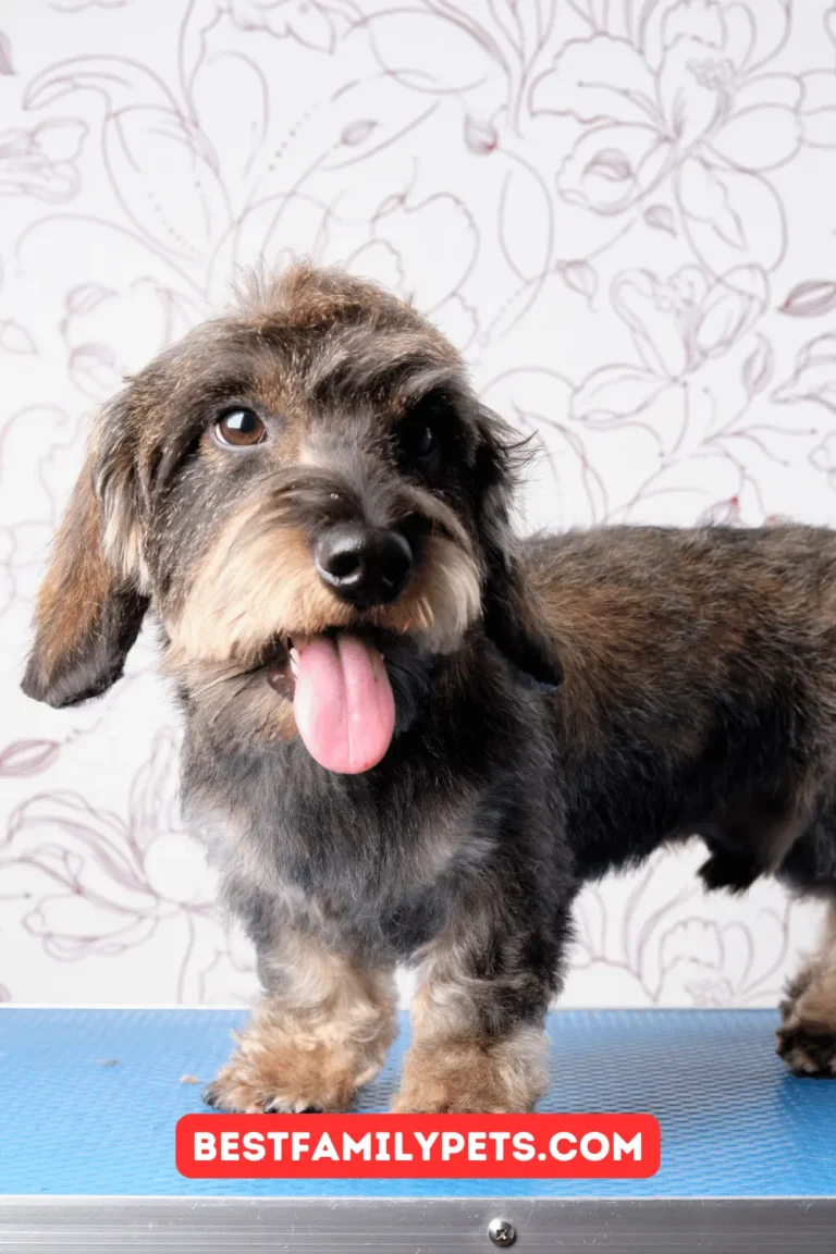 Wire haired Dachshund Puppies