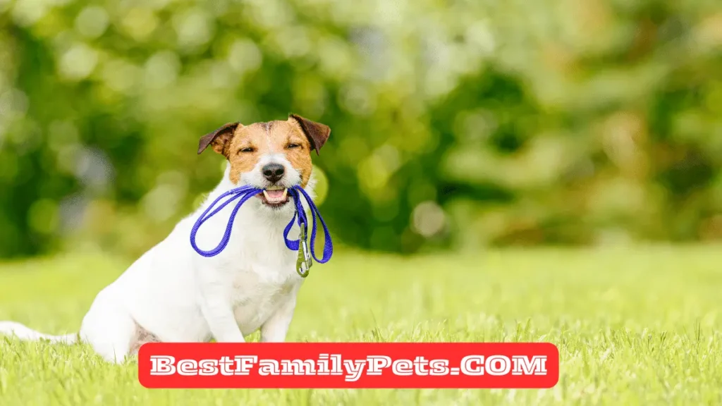 Features to consider for Dog Leash