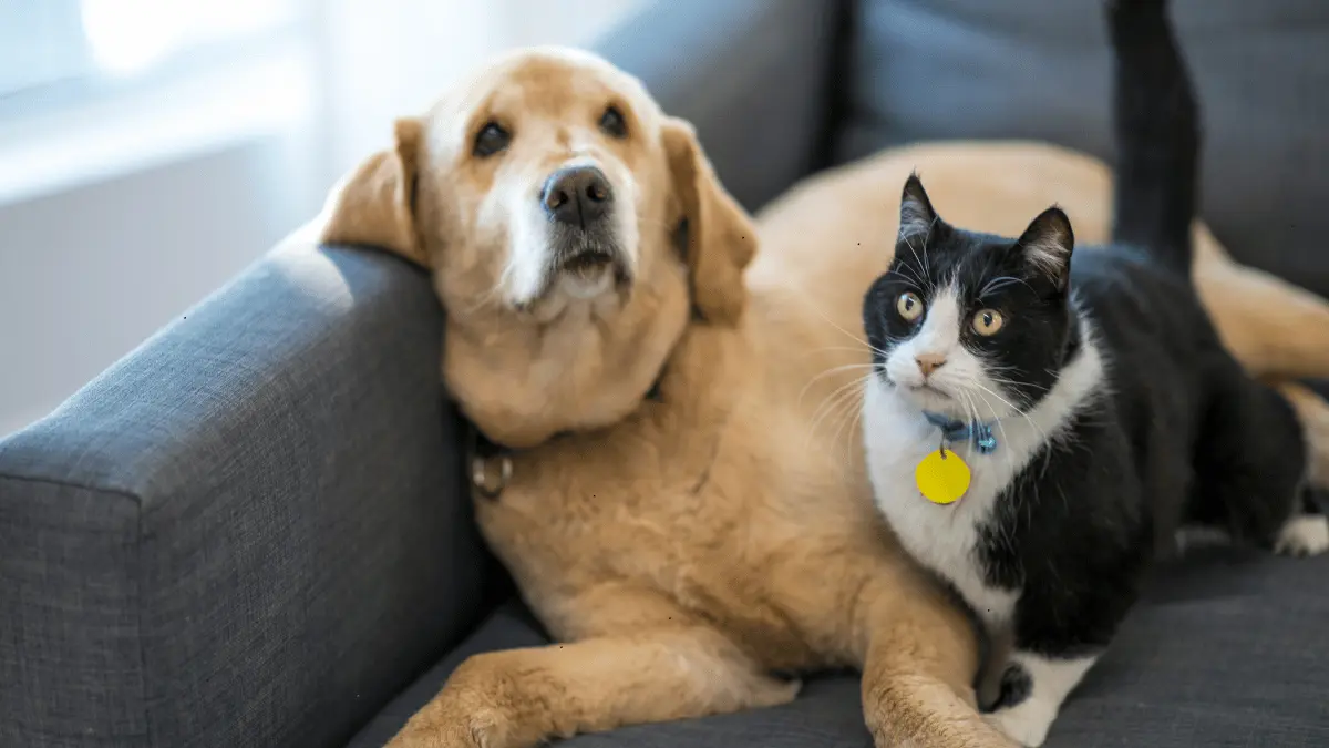 How to Effectively Clean Pet Dander from Your Air Ducts for a Healthier Home