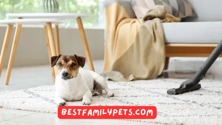 7 Essential Cleaning Tips for Pet Owners