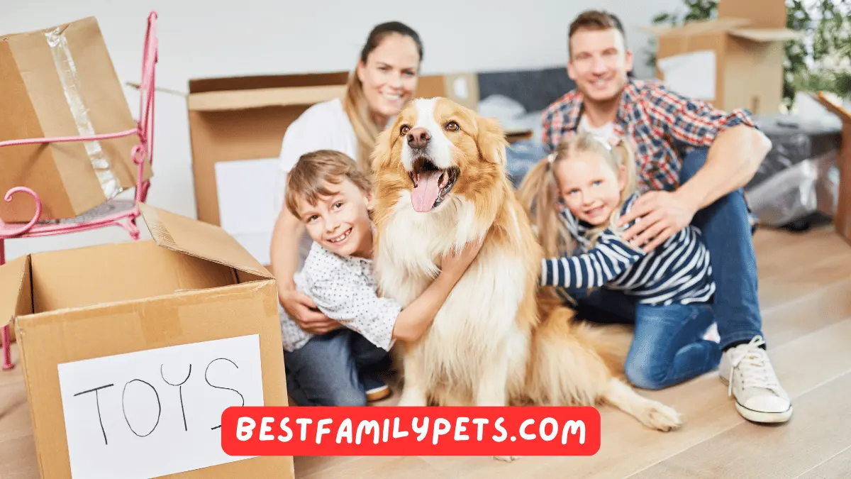 Moving with Pets Ensuring Their Safety and Comfort