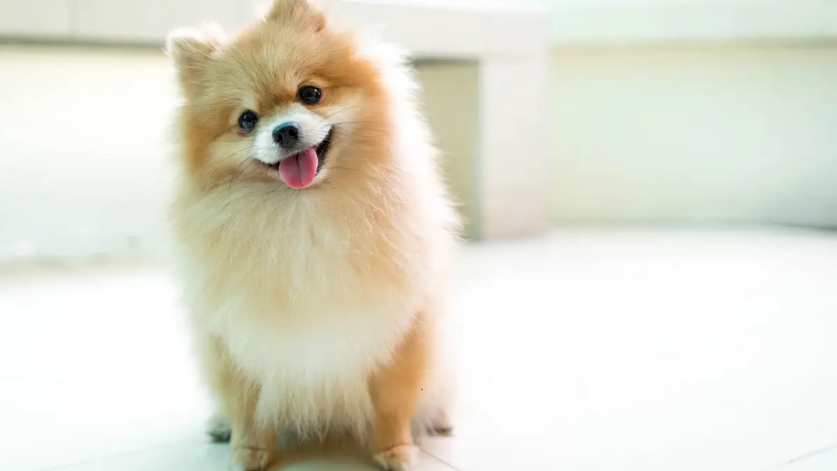 Why a Pomeranian Might Be the Perfect First Dog for You