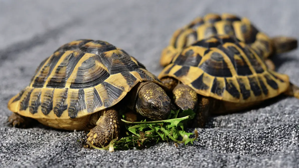 Zoo Med: The Ultimate Turtle Food