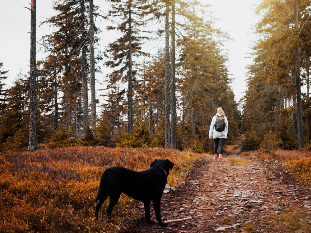 Autumn Walkies