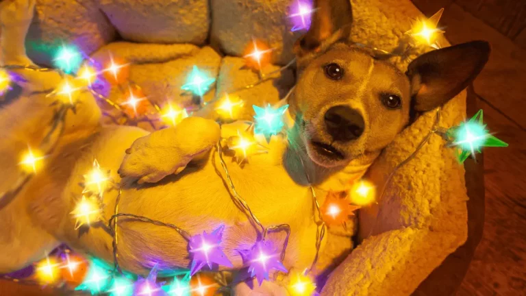 Dogs and Christmas Lights