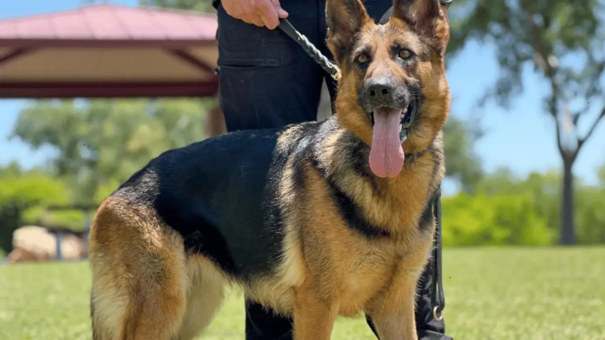 How Are Personal Protection Dogs the Best and Why You Should Consider One