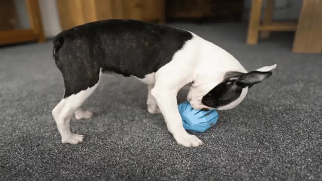 Puzzle Toys Help Prevent Boredom 