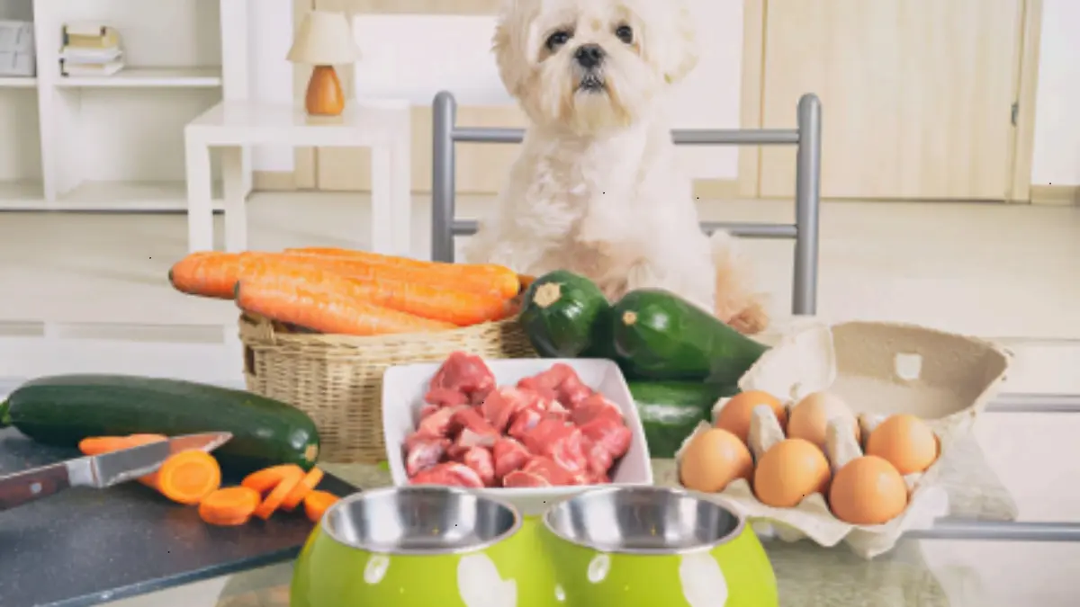 Raw Dog Food Safety: How to Ensure Your Pet’s Raw Diet Is Balanced and Healthy