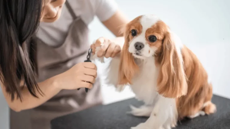 Regular Dog Grooming