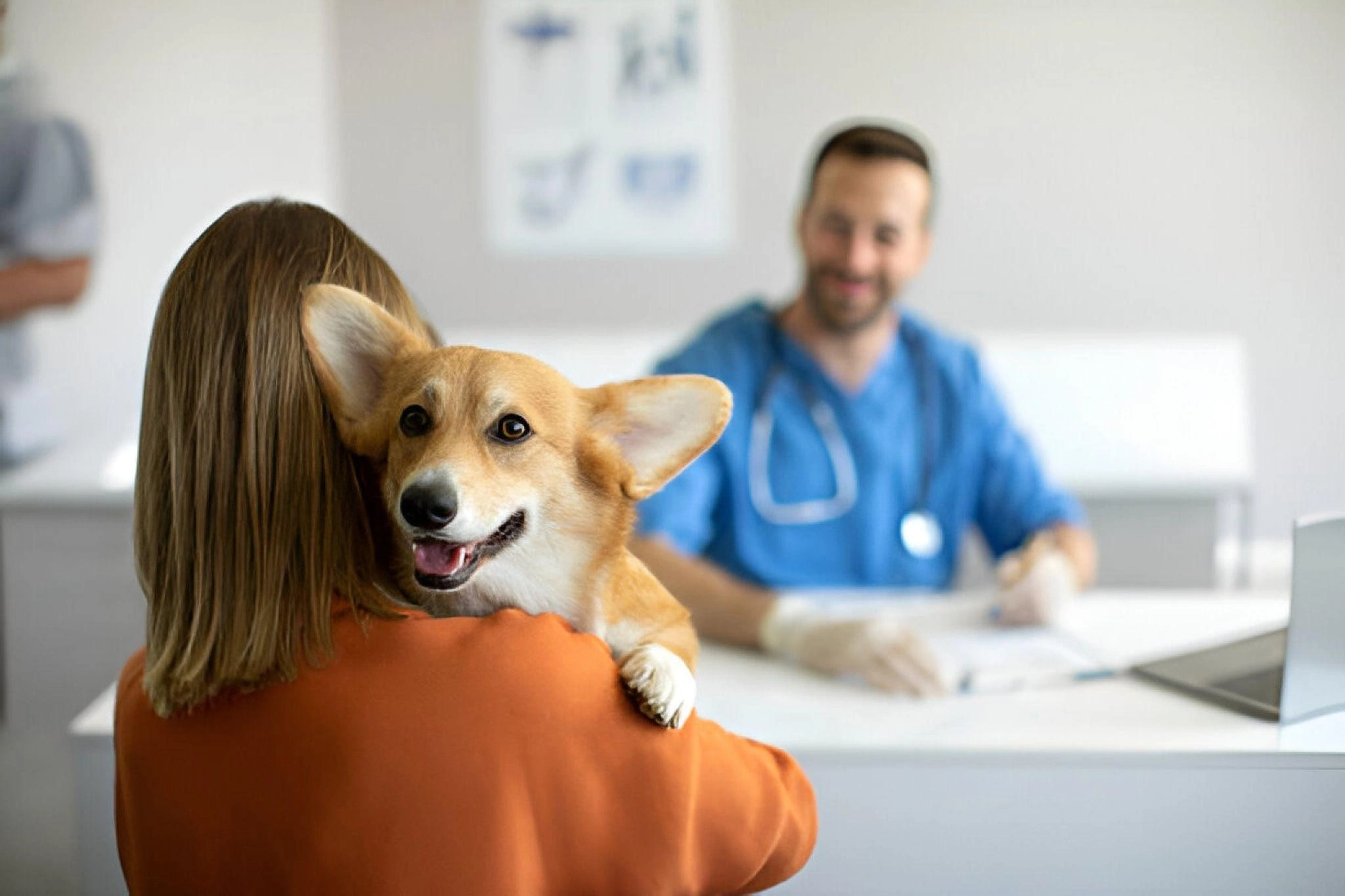 The Role of Veterinarians in Raw Dog Food Safety