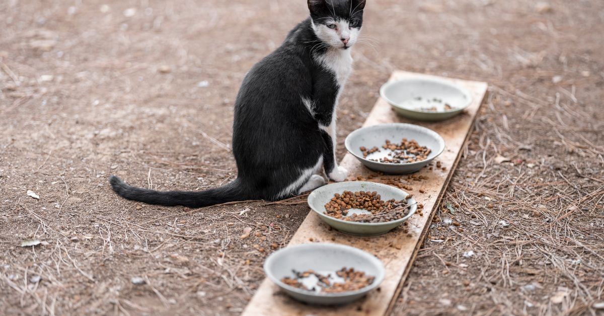 cat eating from bowl
