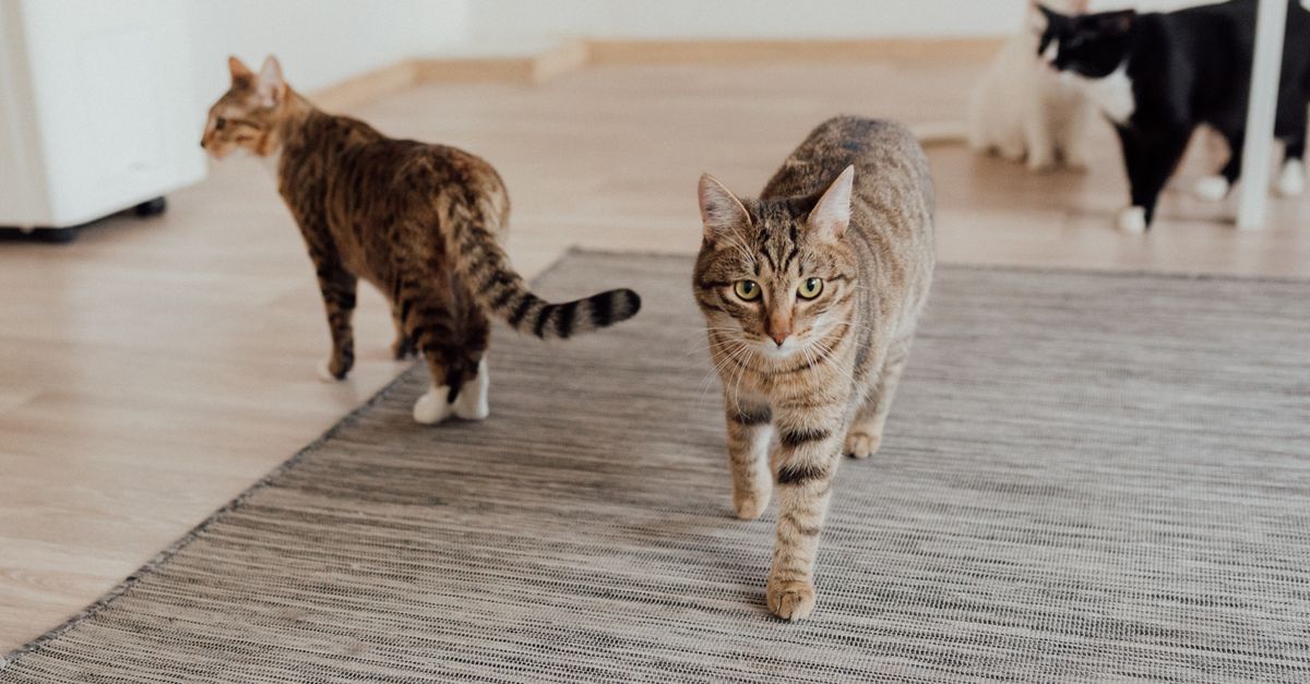 Fix Cat Litter Box Problems: Practical Solutions for Owners