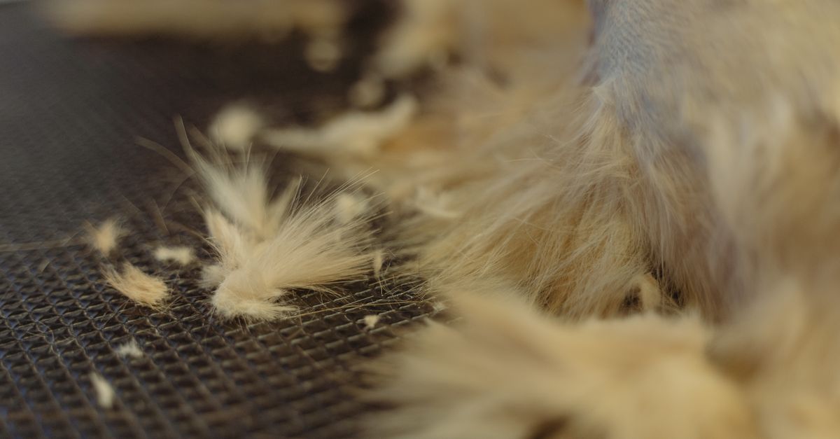 cat shedding fur