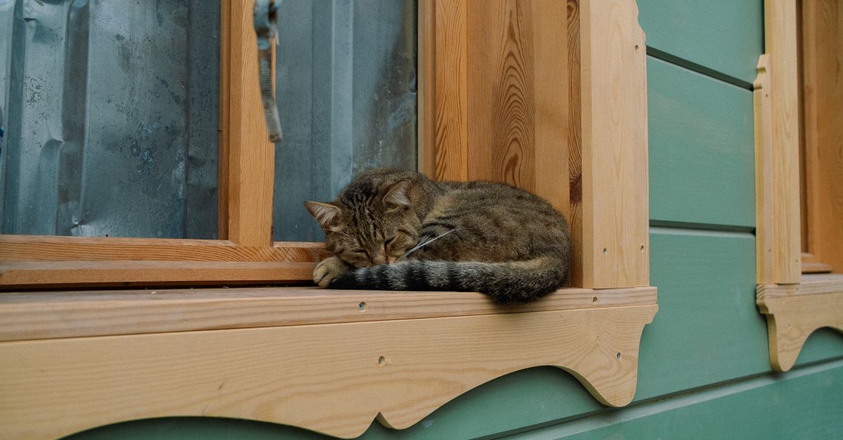 cat sleeping window sill