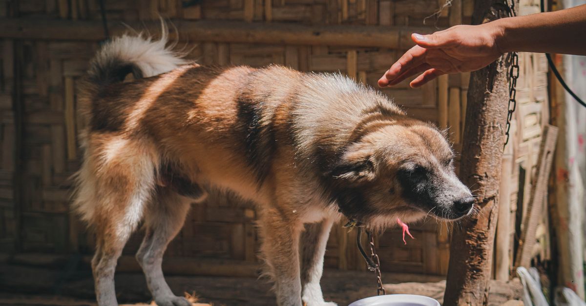 dehydrated dog symptoms
