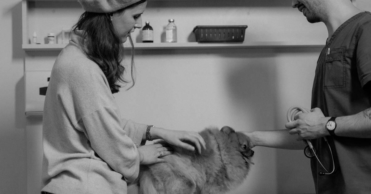 dog at veterinarian