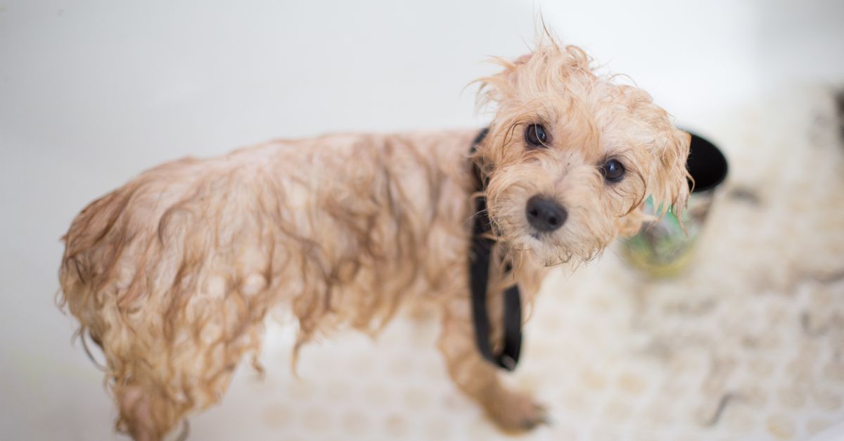 dog bath tub