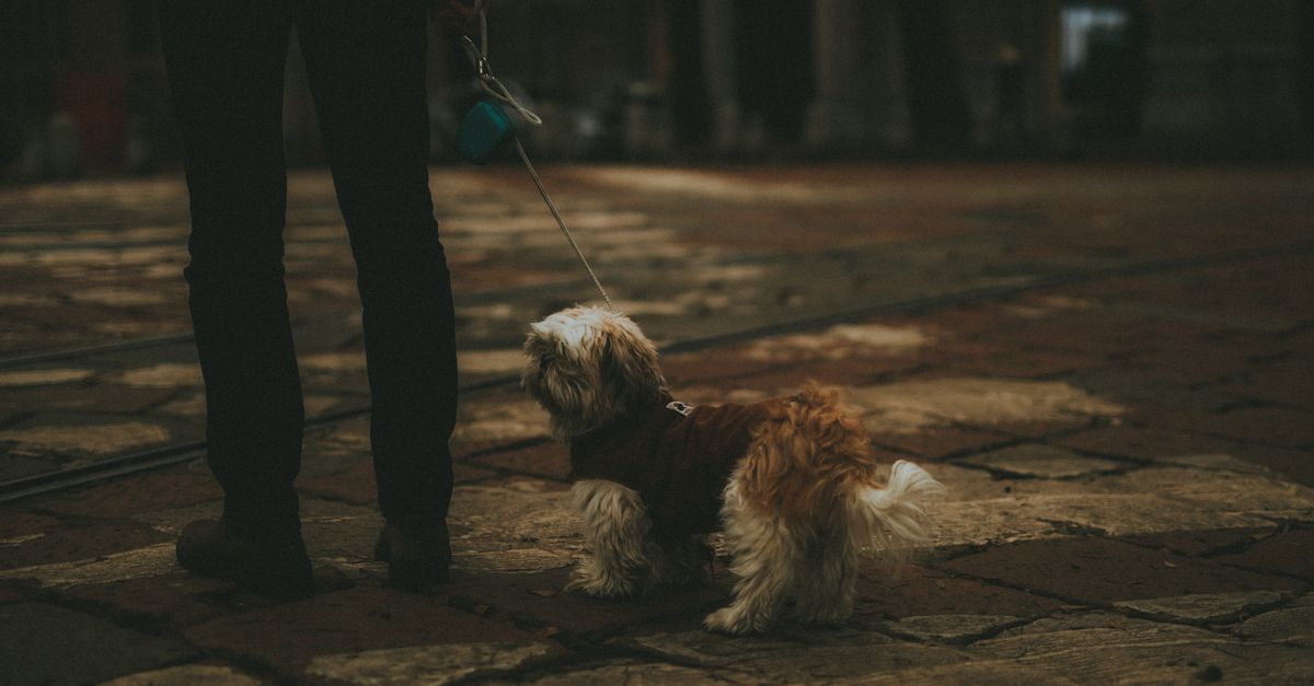 dog evening walk leash