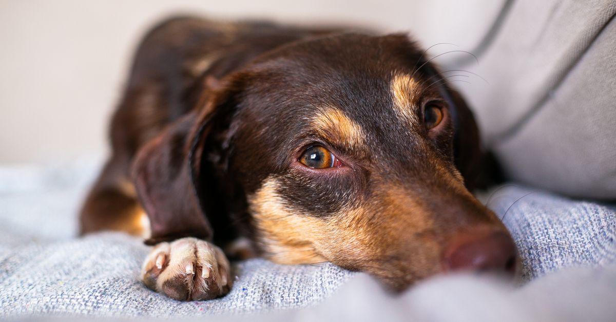 dog fur on sofa