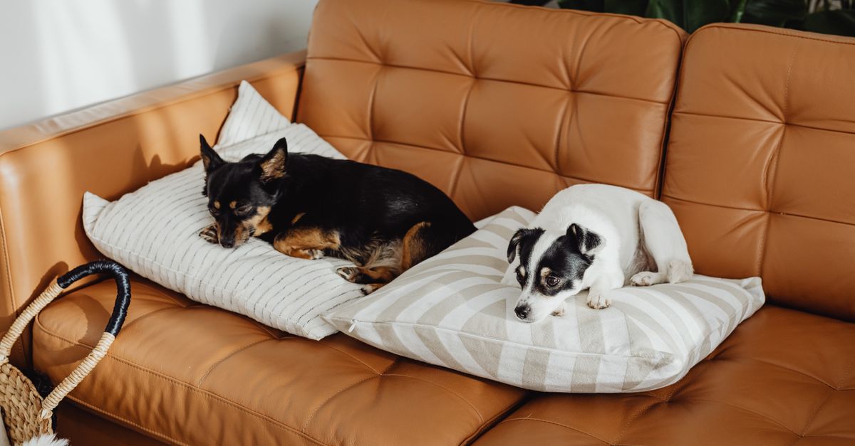 dog restless on couch