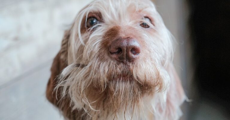 Dog Separation Anxiety: Calm Your Pet Before You Leave