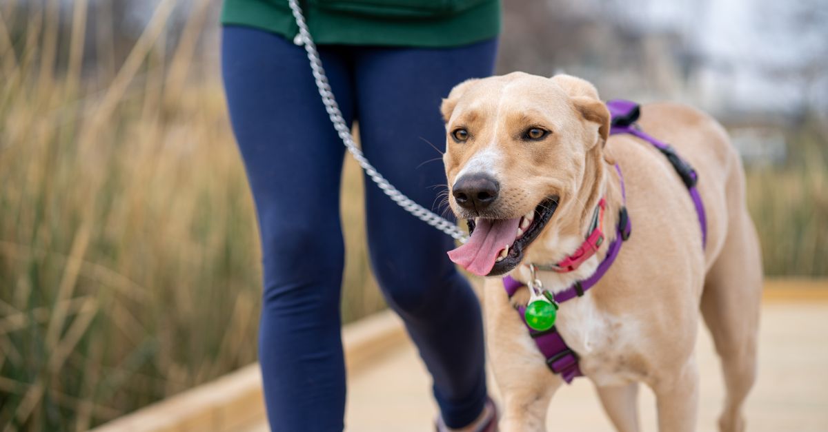 dog walking on leash