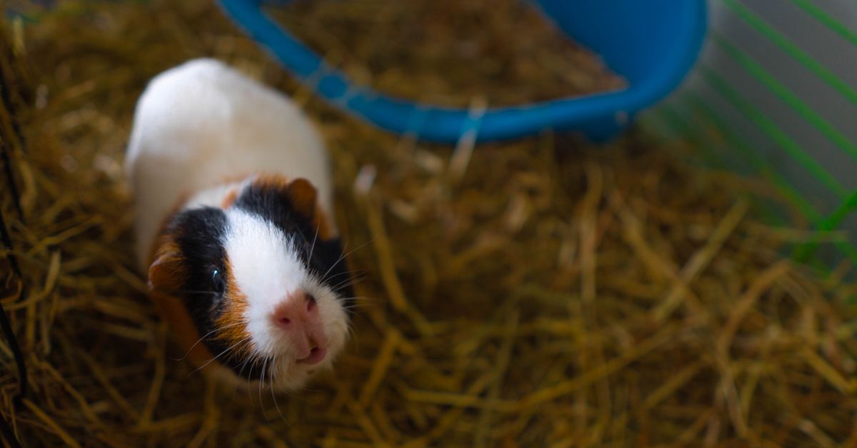 guinea pig hay bedding