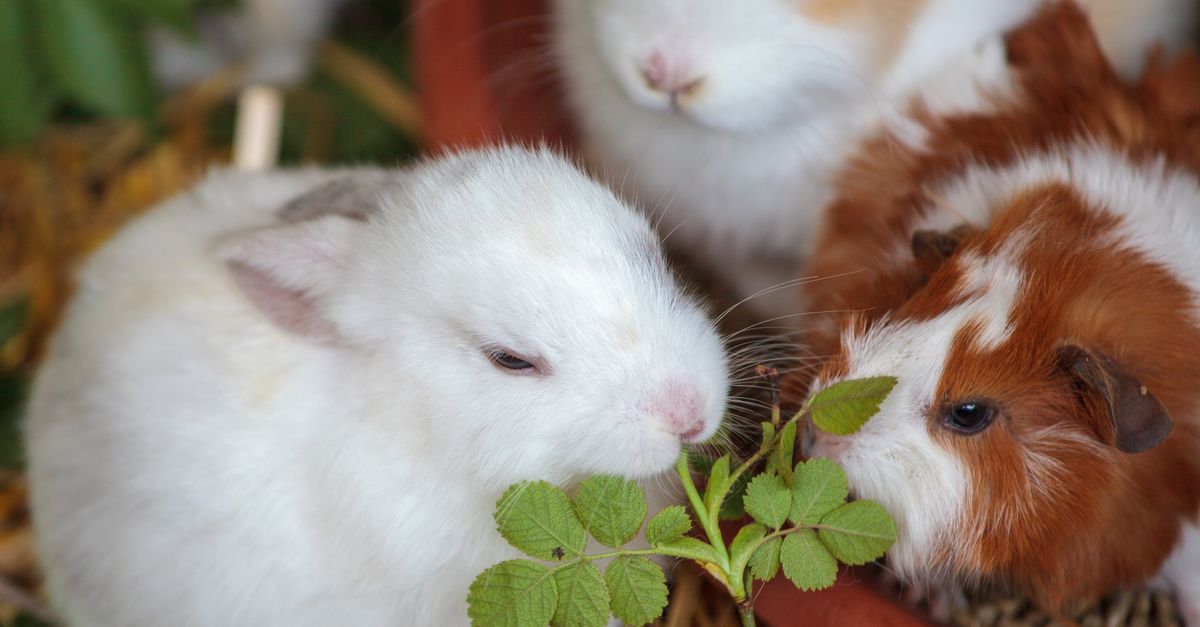 guinea pig rabbit care