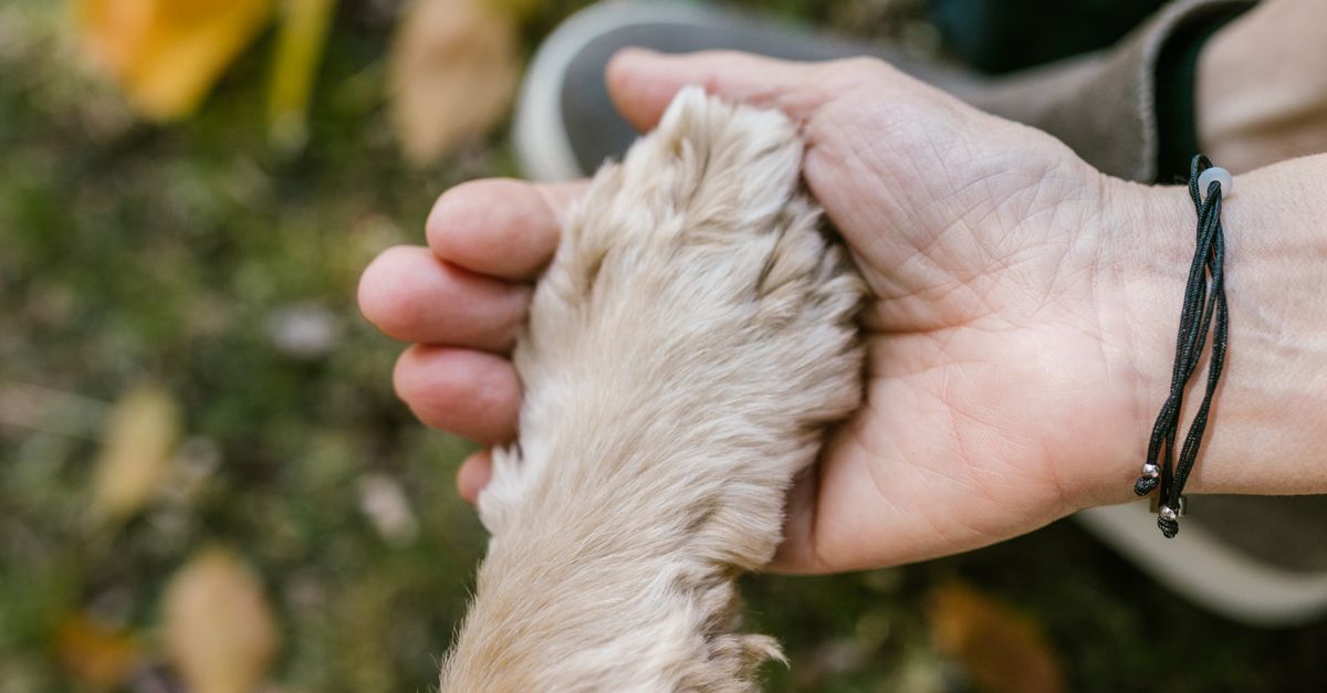 hands feeling dog ribs