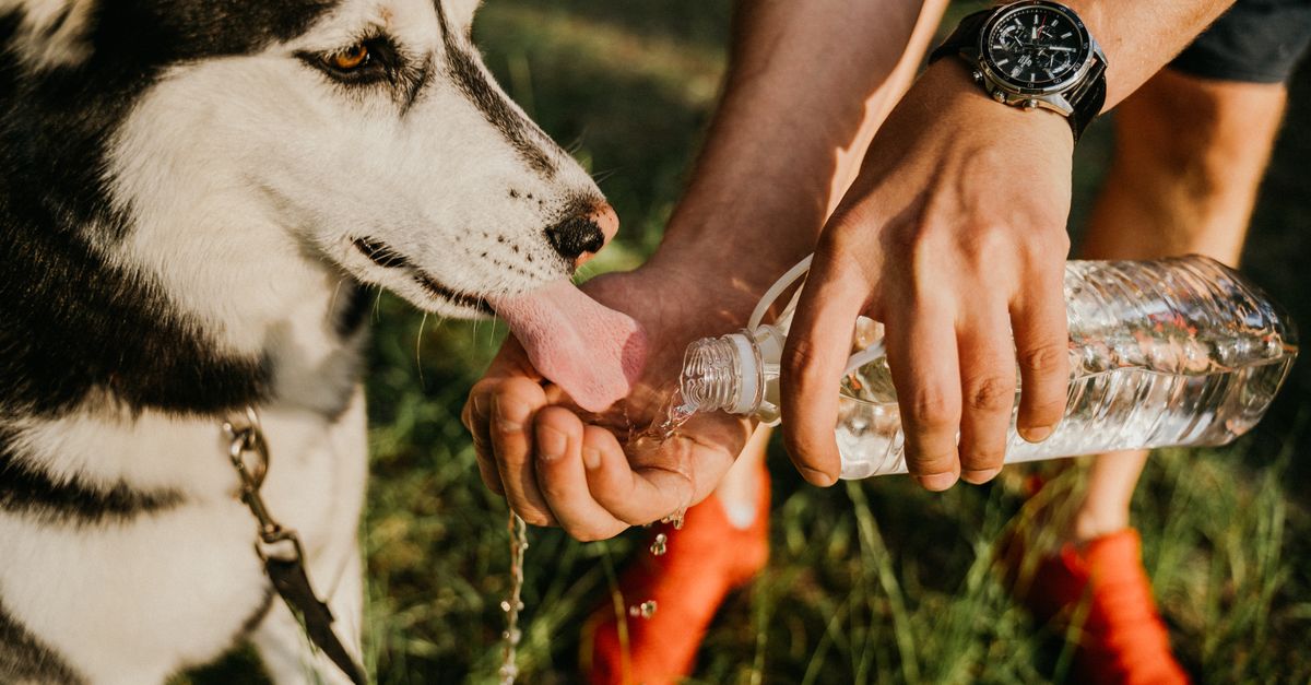 How to Keep Pets Hydrated: Signs and Simple Fixes
