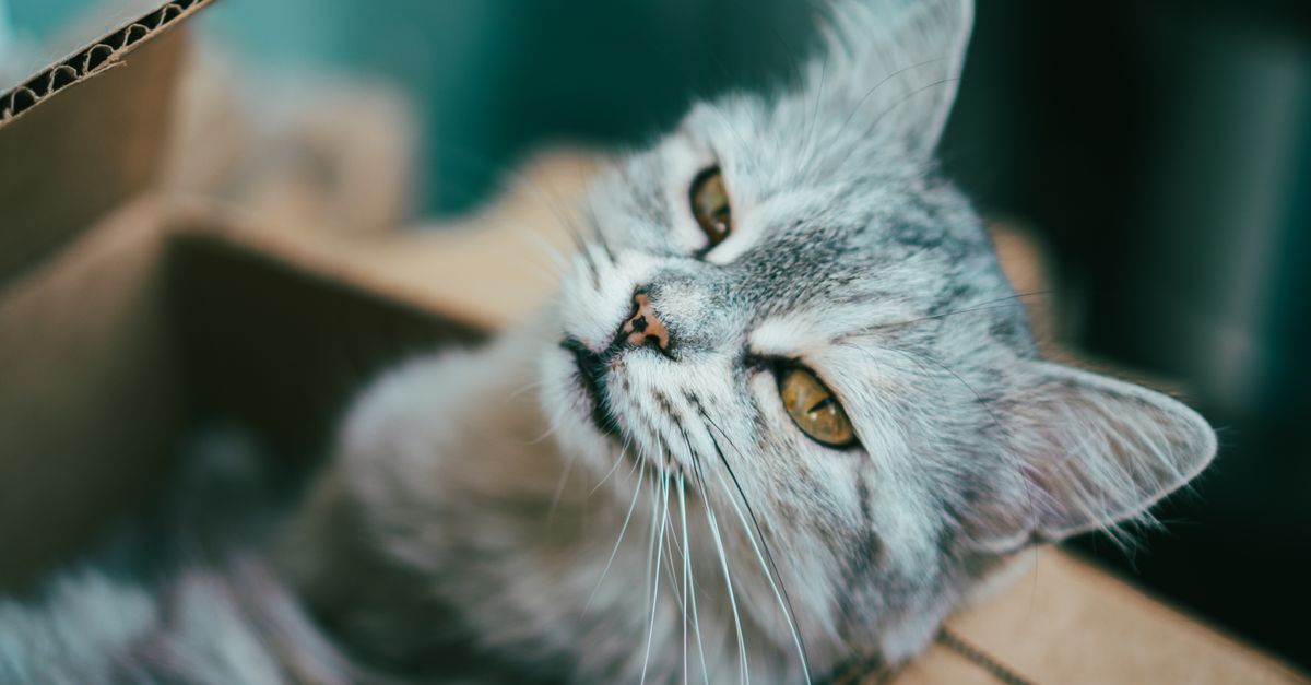 organized pet care box