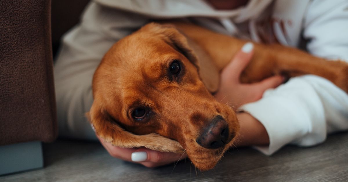 owner with sleepy dog