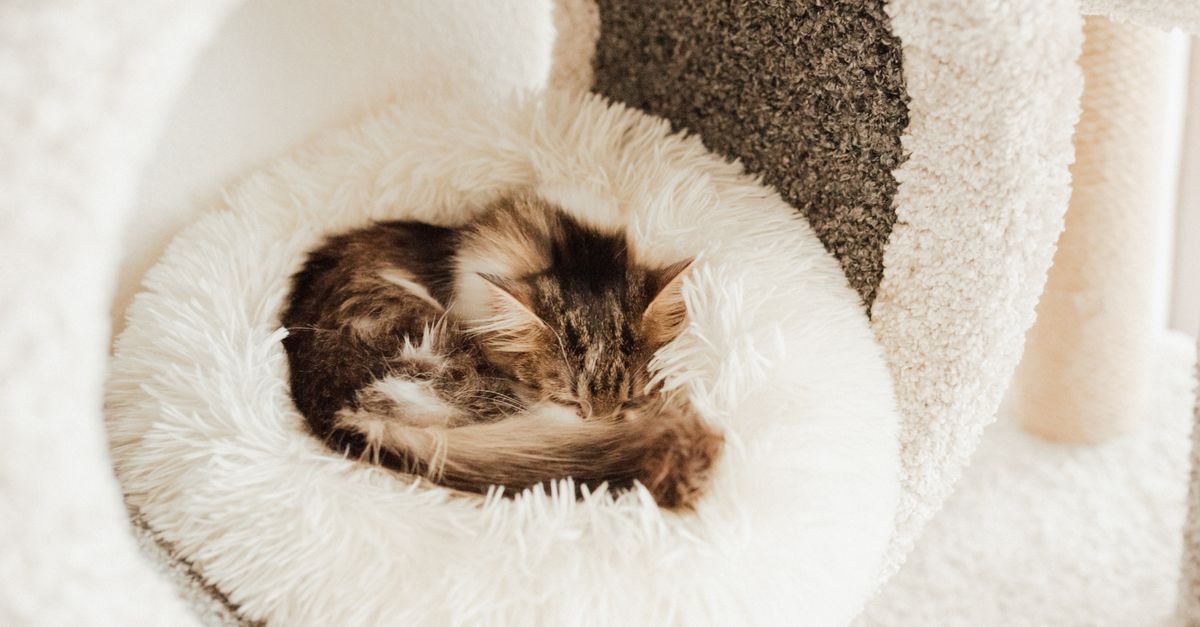 pet bed cozy corner