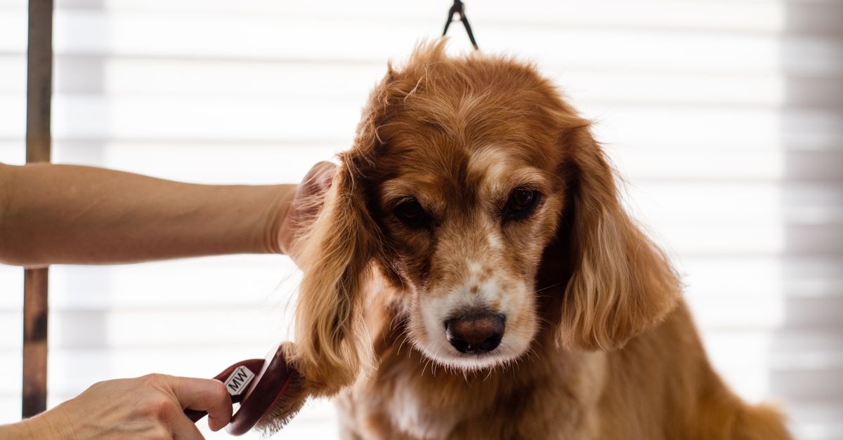 pet grooming brushes