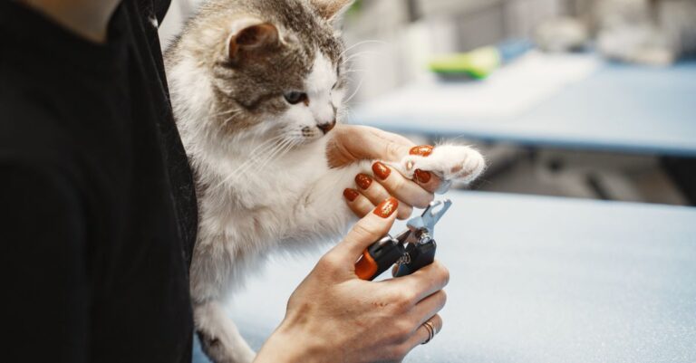 Pet Nail Trimming at Home: Stress-Free Tips That Work