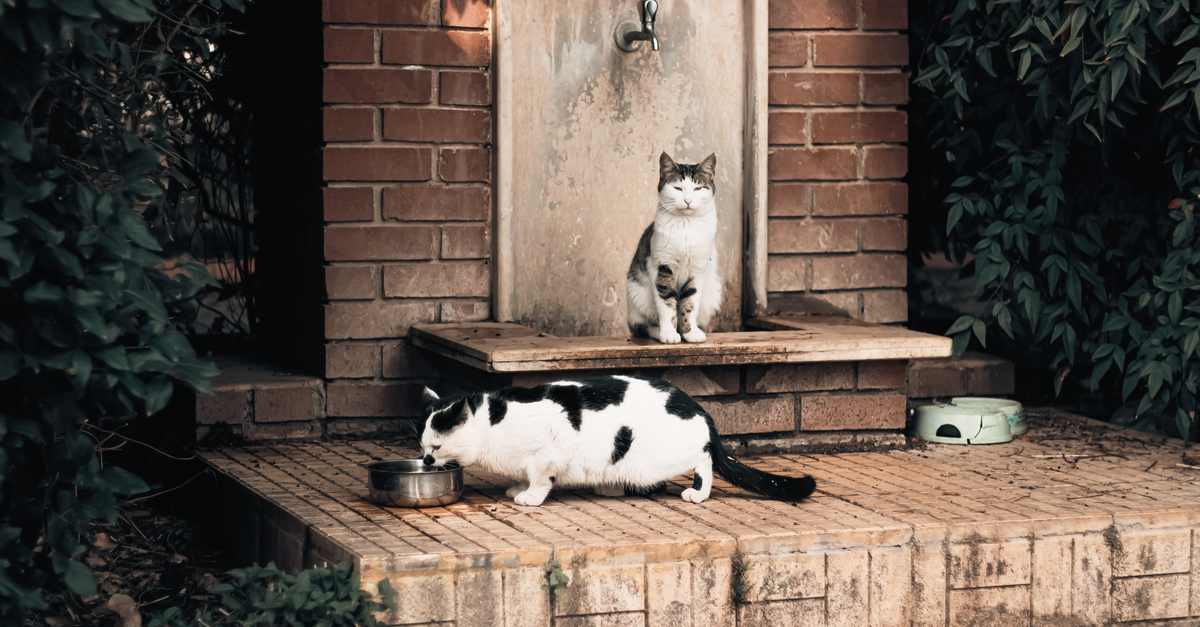 pet water fountain