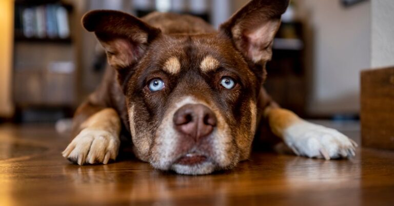 Signs Your Pet Is Bored — And What to Do About It