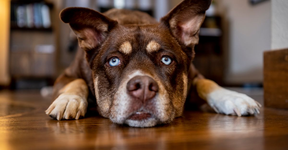 Signs Your Pet Is Bored — And What to Do About It