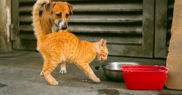 How to Switch Pet Food Without Stomach Upset